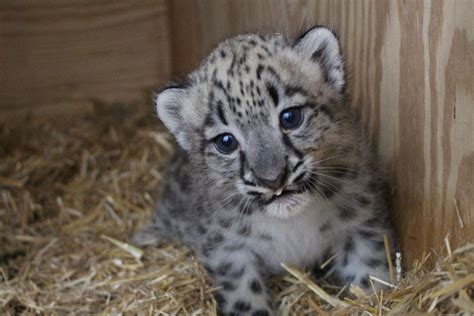 Adorable Snow Leopard Born At Omaha Zoo Local News