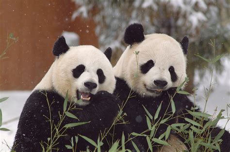 The Complicated Sex Lives Of Giant Pandas Live Science