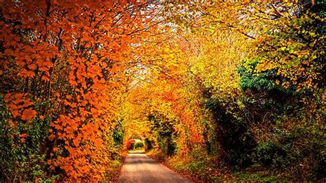 Path Between Orange Yellow Green Autumn Leaves Trees Park Autumn Hd