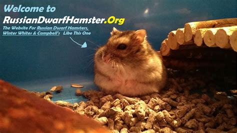Russian Dwarf Hamster Care The 1 Guide For Russian Dwarfs