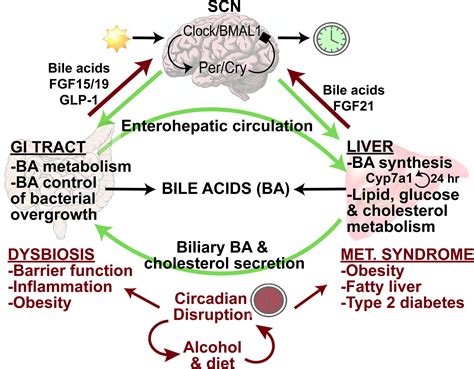 Bile Acid Receptors Fxr And Tgr5 Signaling In Fatty Liver Diseases And