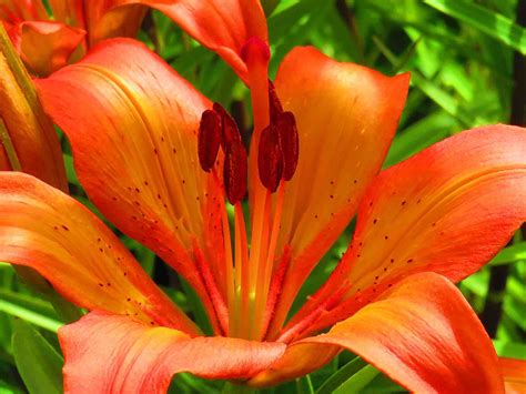 A Complete Guide To Growing Lilies Primrose Uk