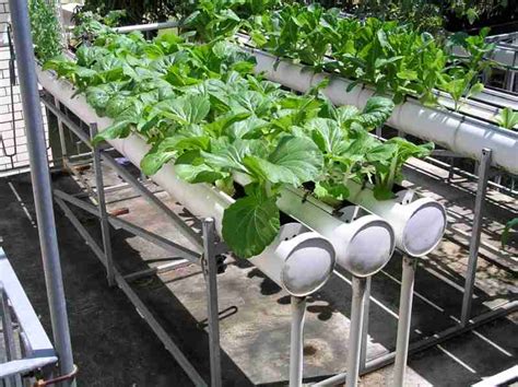 A Beginners Guide To Hydroponic Gardening
