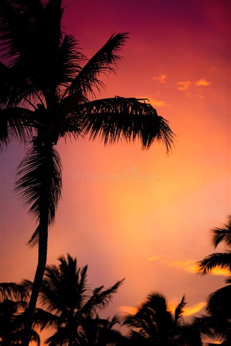Silhouette Of A Palm Tree At Sunset Stock Photo Image Of Leaf