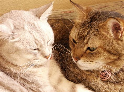 How To Tell If Two Cats Are Bonded 10 Signs The Cat And Dog House