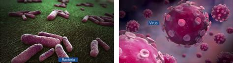Tonsils Bacteria And Virus Scientific Animations