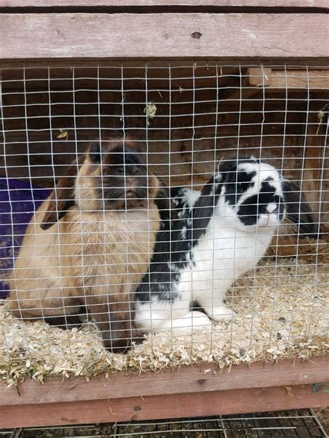 Rabbits Looking For Good Home In Linlithgow West Lothian Gumtree