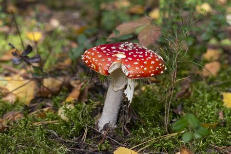 Mushroom Amanita Muscaria A Red Young Mushroom Grows In The Forest In