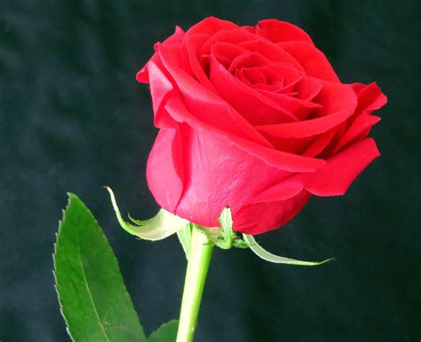 Gambar Menanam Daun Bunga Mawar Merah Floribunda Fotografi Makro