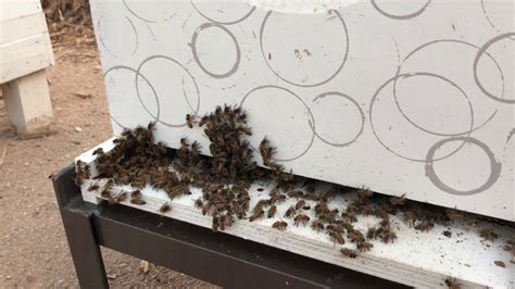 this is a great way to keep ants out of your hive youtube