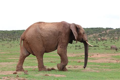 Free Download Elephant Pachyderm Ivory Africa Animal Safari