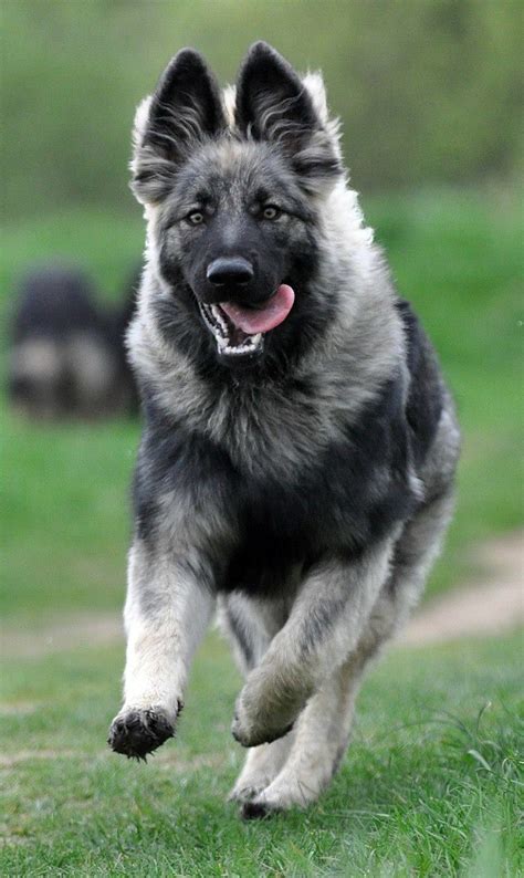 Sable Silver Sable Sable Long Haired German Shepherd Puppies Long