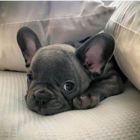 Their tiny bodies can barely contain all their clownish. Best 25+ Blue french bulldogs ideas on Pinterest | Grey ...