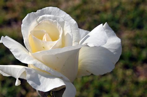 White Rose Free Stock Photo Public Domain Pictures