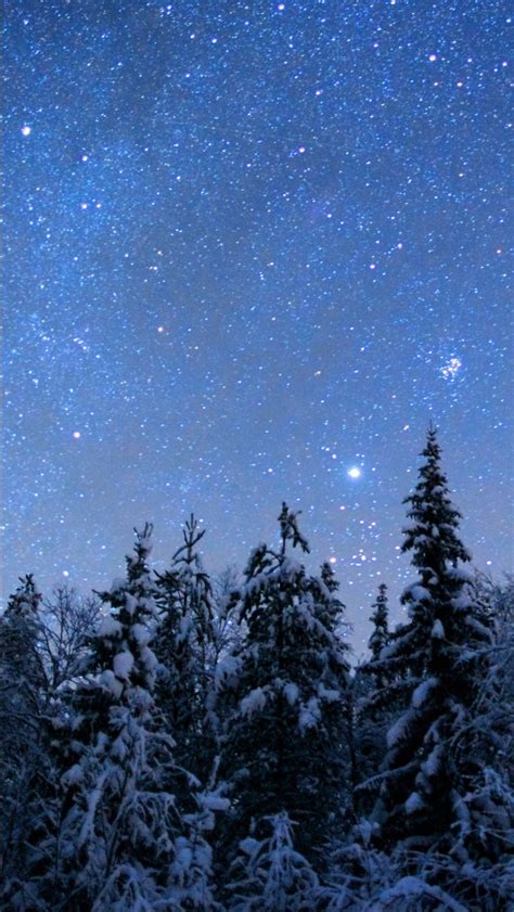 Frozen Spruce Trees Forest Under Starry Sky During Nighttime 4k Hd