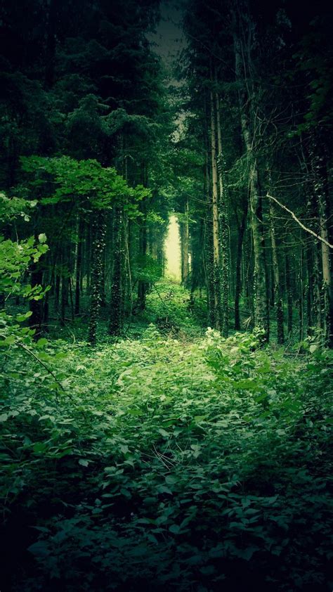 🔥 Free Download Green Forest Backgrounds 1920x1080 For Your Desktop