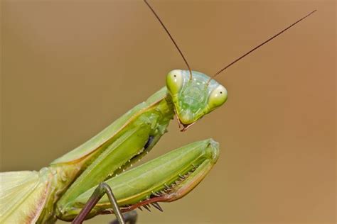 Acrobatic Praying Mantises Caught On Video › News In Science Abc Science