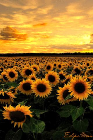 Fondos de pantalla aesthetic pc gif. Imágenes de GIRASOLES para descargar ¡GRATIS!