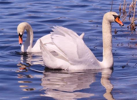 The exotic mute swan is the elegant bird of russian ballets and european fairy tales. Mute Swan Pair Photograph by Elaine Franklin