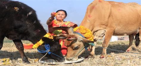 Tihar A Festival Of Light Dptreks