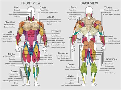 The Chart Shows The Muscles Of The Human Body With Their Names On A