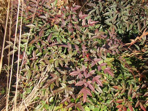 Nelson ls, shih rd and balick mj: Berberis genus / Nandina genus - The HUDSON RIVER PARK ...