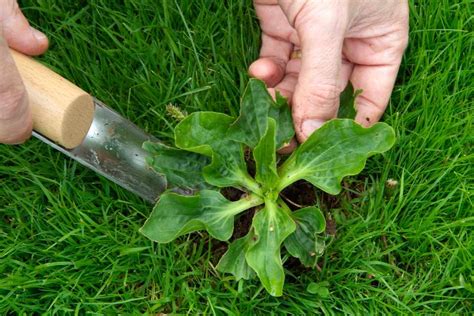 Iobit supports 35 different interface languages, has. Remove Lawn Weeds - BBC Gardeners' World Magazine