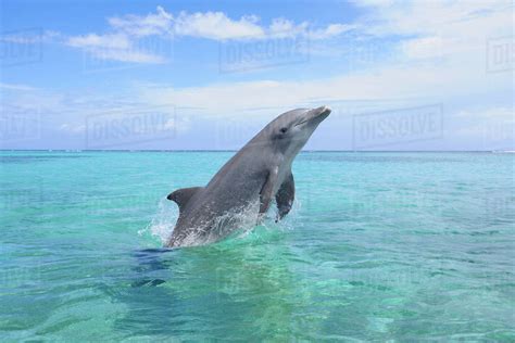 Common Bottlenose Dolphin Jumping Out Of Water Caribbean Sea Roatan