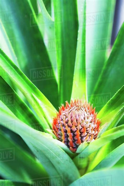 Baby Pineapple Plant Stock Photo Dissolve