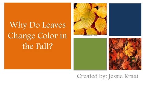 Why Do Leaves Change Colors