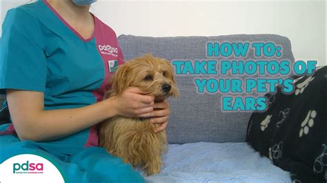 How To Take Photos Of Your Pet's Ears: PDSA Petwise Pet Health Hub