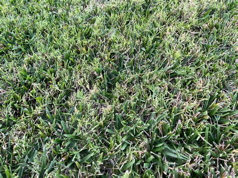 Strange Grass Is Invading My Bermuda Lawn Care Forum