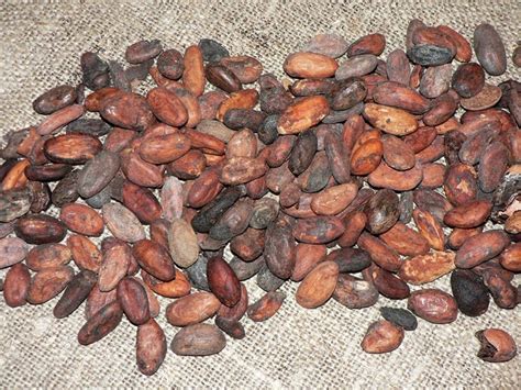Cocoa Seeds Cacao Seeds Theobroma Envío Gratuito Sri Lanka Etsy