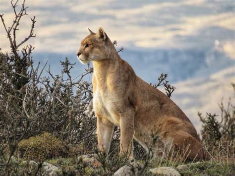 10 Fun Facts About The Patagonian Puma Tierra Hotels
