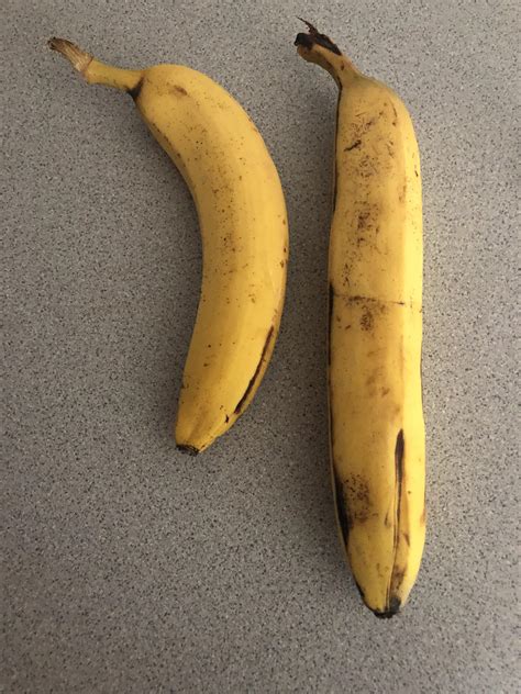 Abnormally Long And Straight Banana Banana For Scale Rbananasforscale