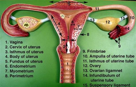 Labeled Female Anatomy Model Google Female Reproductive System
