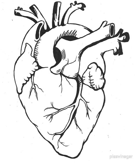 Anatomical Heart Outline Tattoo Sketch Coloring Page