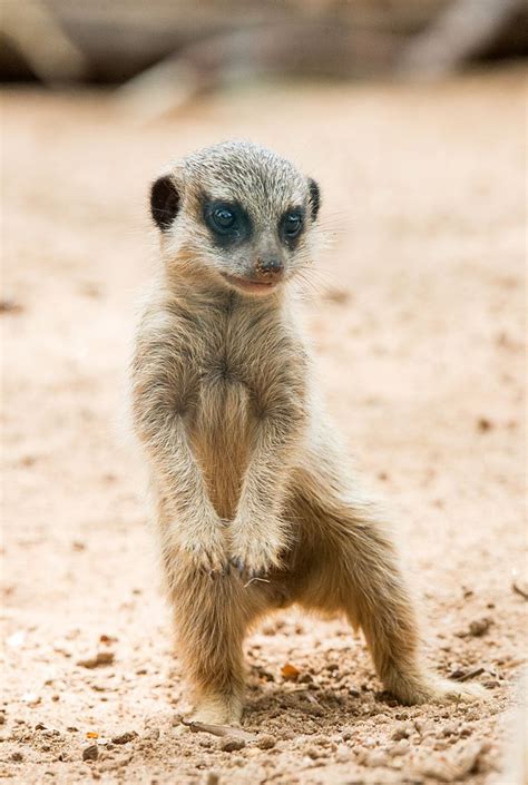 This Playful Pup Now Has A Name Our Two Meerkats Pups Have Been Named