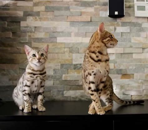 Bengal Cat Size Compared To Domestic Cat