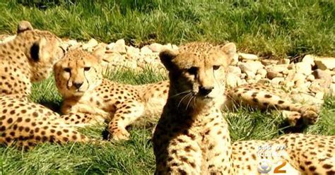 Four Cheetah Cubs Move Into The Pittsburgh Zoo Cbs Pittsburgh