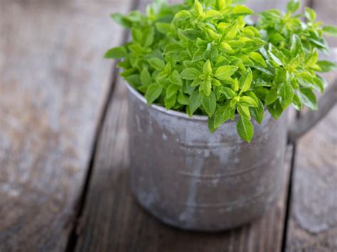 What Is Spicy Globe Basil Learn About Basil ‘spicy Globe Herbs