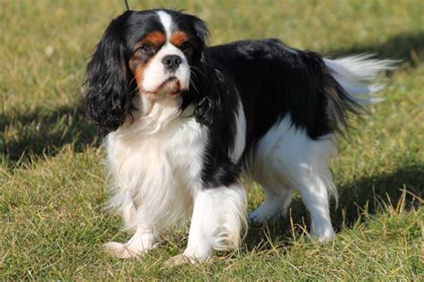 Cavalier king charles spaniel mixes will have personality and physical traits of the other breeds in their ancestry, as well as some of the coat colors include blenheim, a mix of chestnut and white; Cavalier King Charles Tricolore Elevage | Colorpaints.co