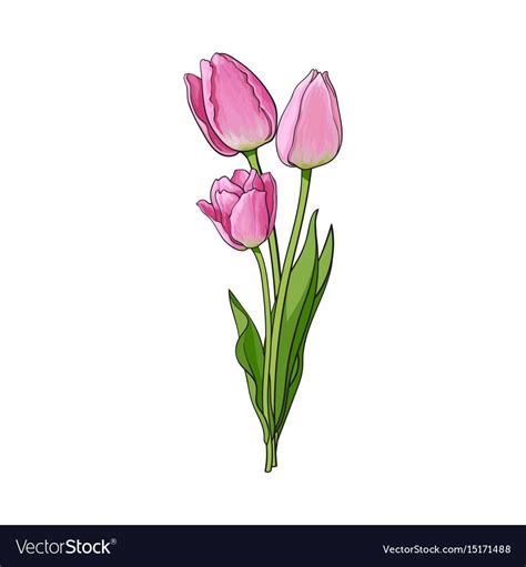 Hand Drawn Bunch Of Three Side View Pink Tulip Flower Sketch Style