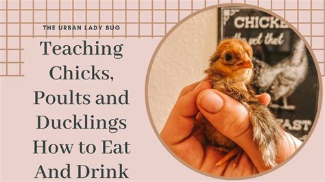 how to teach chicks turkey poults and ducklings to eat and drink the urban lady bug youtube