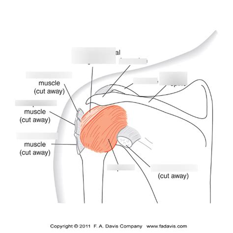 Shoulder Joint Capsule Post View Diagram Quizlet