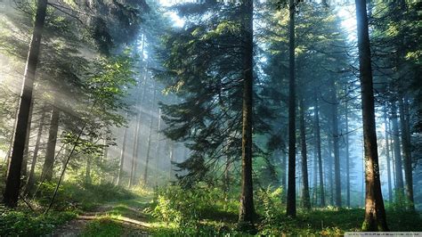Hd Wallpaper Green Leafed Trees Forest Landscape Nature Sunlight