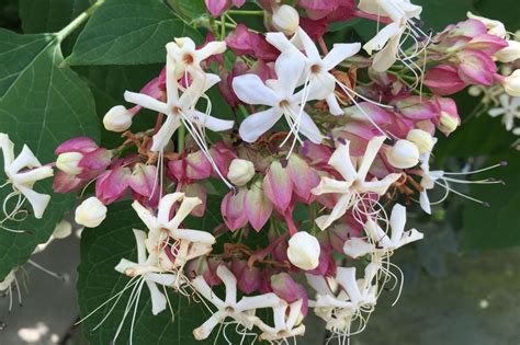 Plant Profile Clerodendrum — Vineyard Gardens