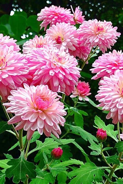 Coreopsis flowers throughout the summer and is a perennial plant that blooms every year. 30 Flowers that Bloom in Summer - Annuals and Perennials ...