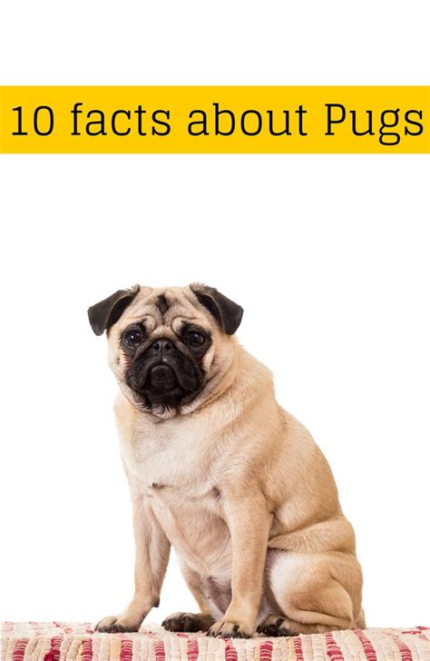 10 Surprising Facts About The Pug Pug Facts Dog Facts Pugs