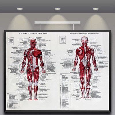 14 видео 158 просмотров обновлен 26 февр. Menschliches Muskelsystem Muskulatur Lehrtafel Anatomie ...